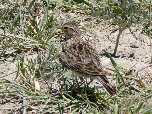 ��������� ���������